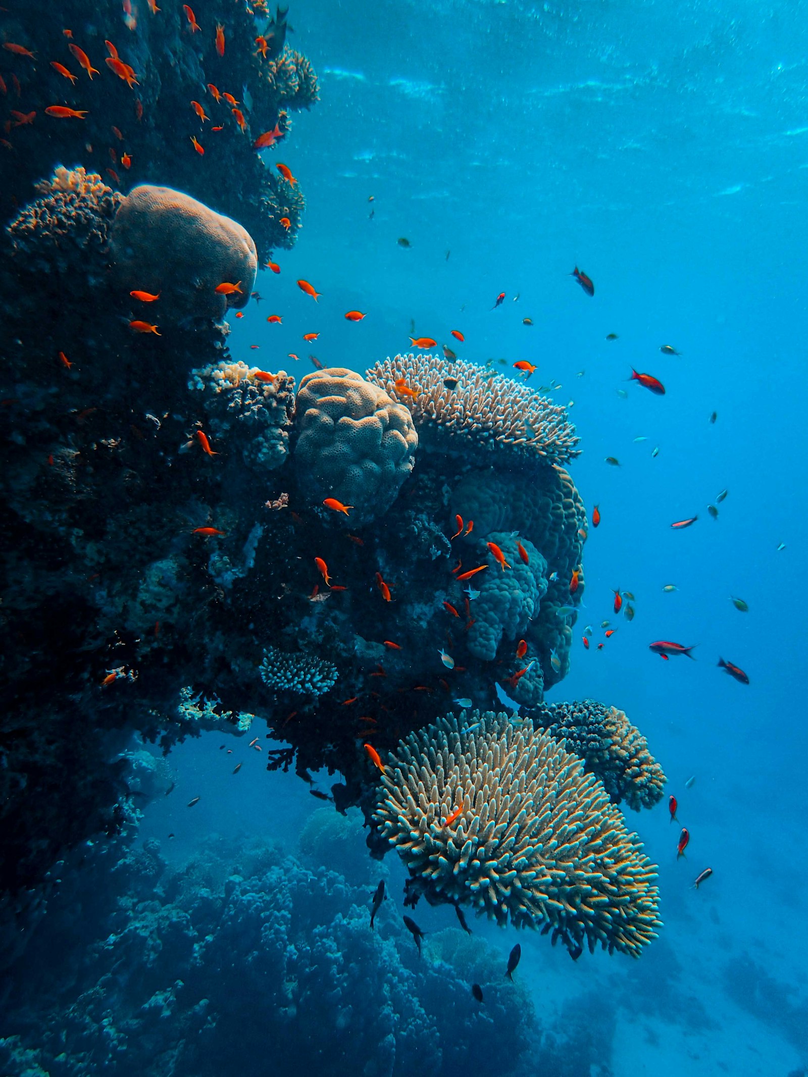 Coral reef wall with schooling orange reef fish