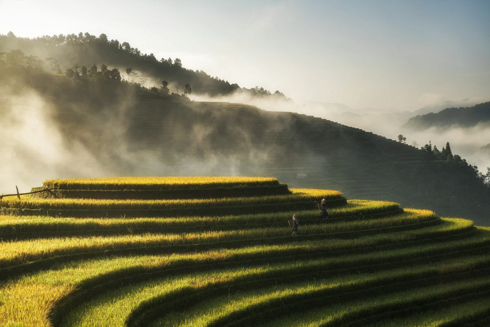 Green rice terraces at sunrise in Mu Cang Chai Vietnam