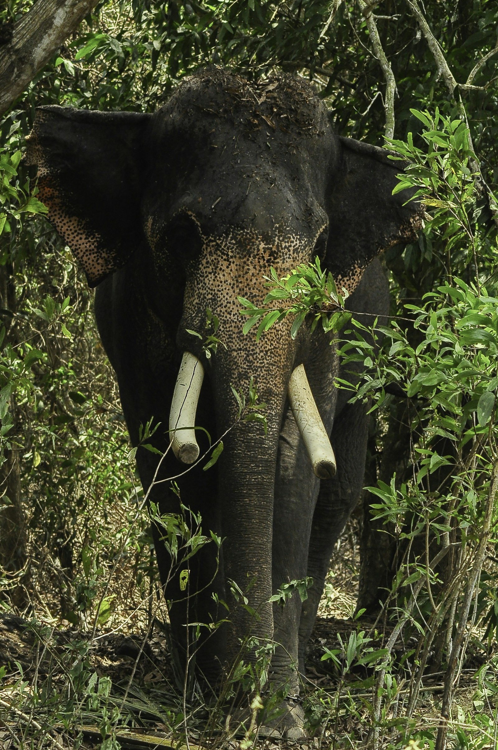 Asian elephant standing in dappled forest