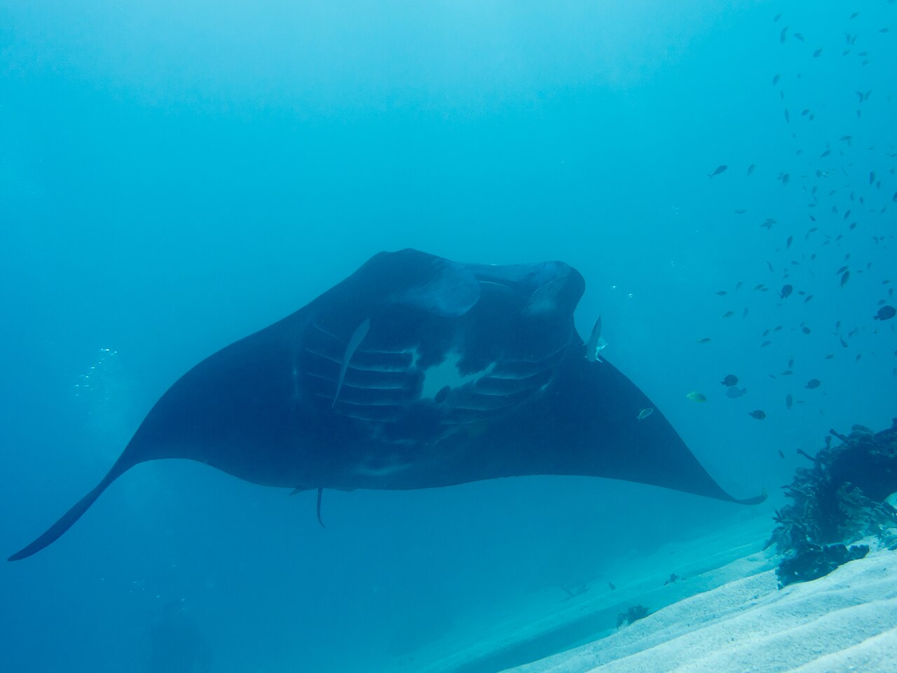 Reef manta ray gliding over the seabed in Raja Ampat
