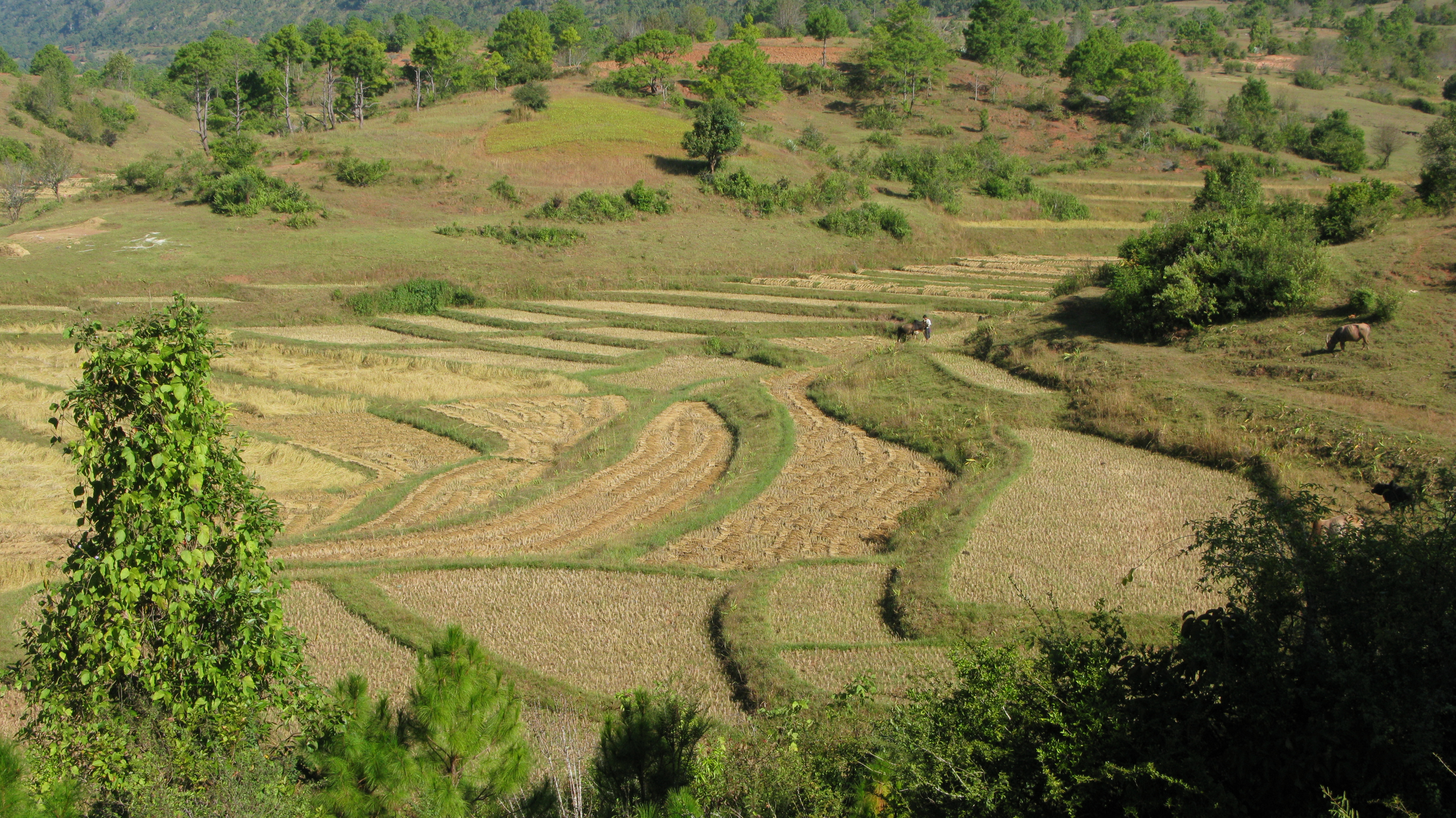 Green rice paddies in the Shan Hills near Inle Lake