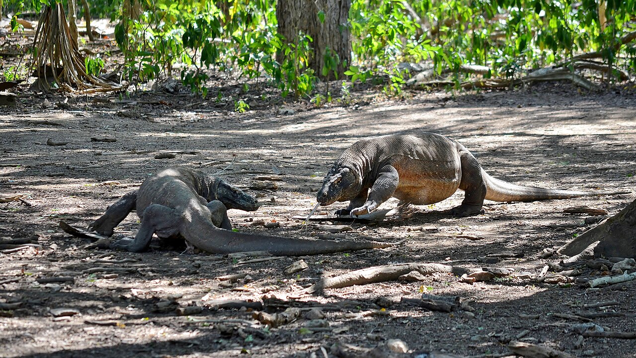 Two Komodo dragons facing each other on Komodo Island