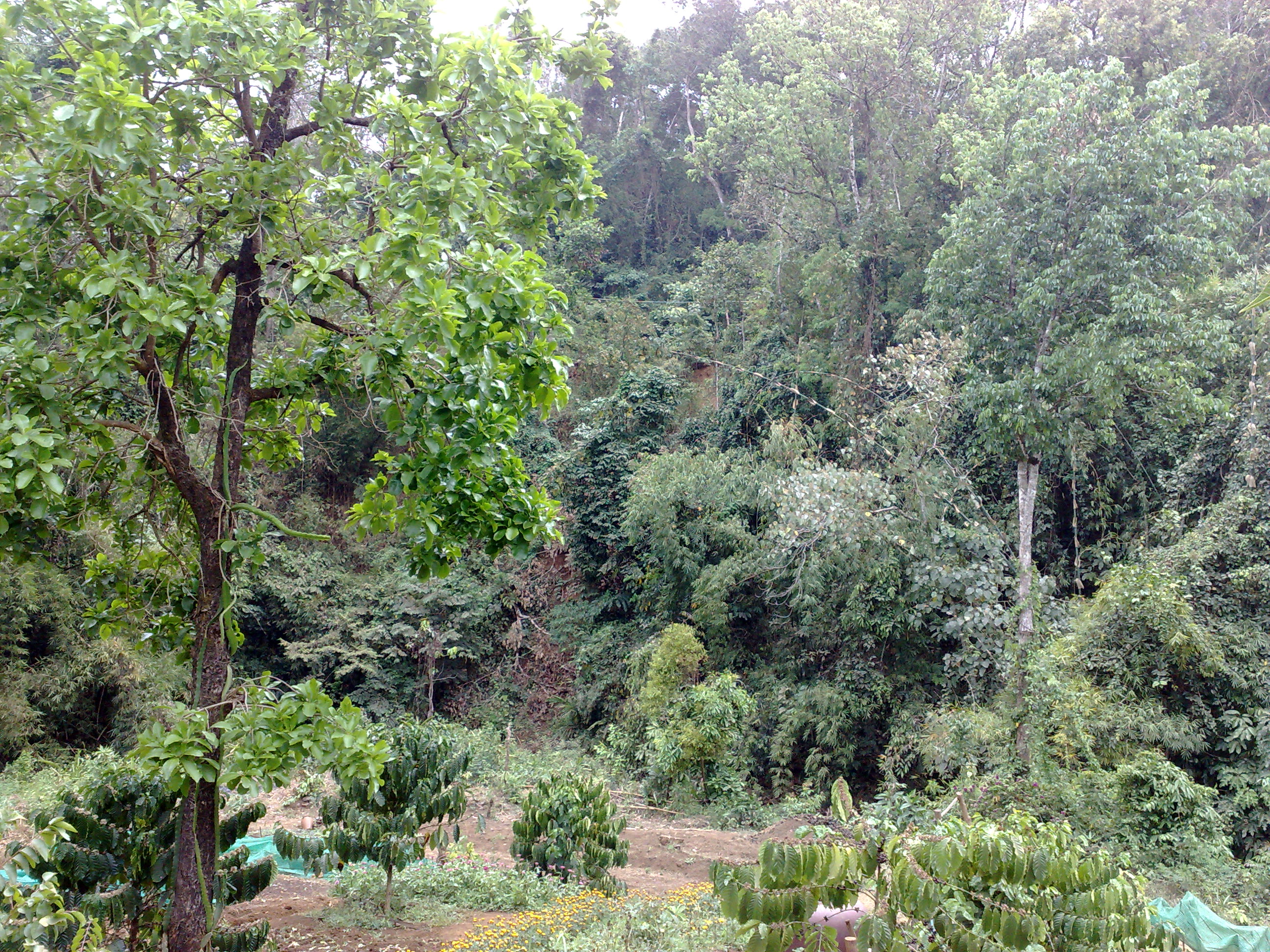 Dense Cambodian forest near temple country