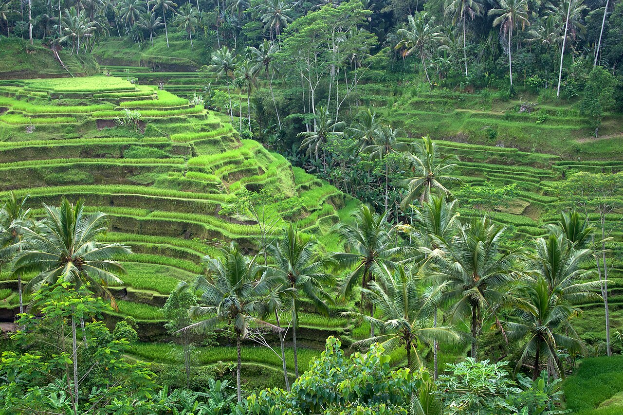 Green stepped rice terraces near Ubud, Bali