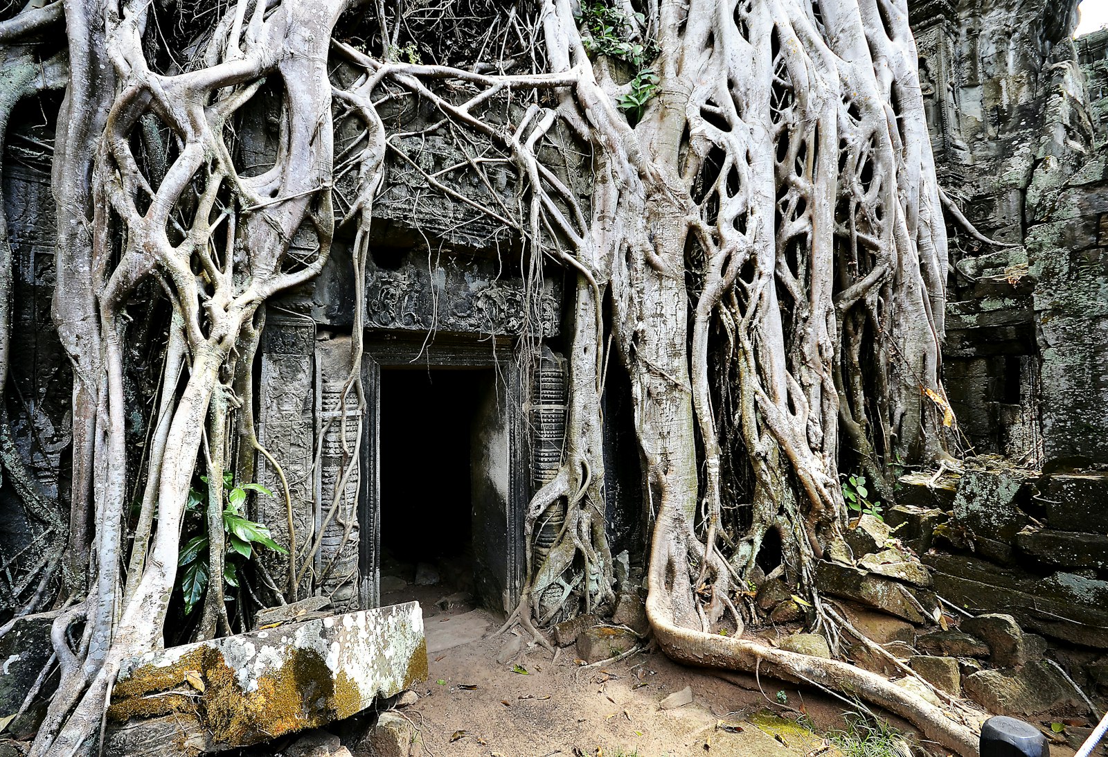 Tree roots over a Ta Prohm temple doorway