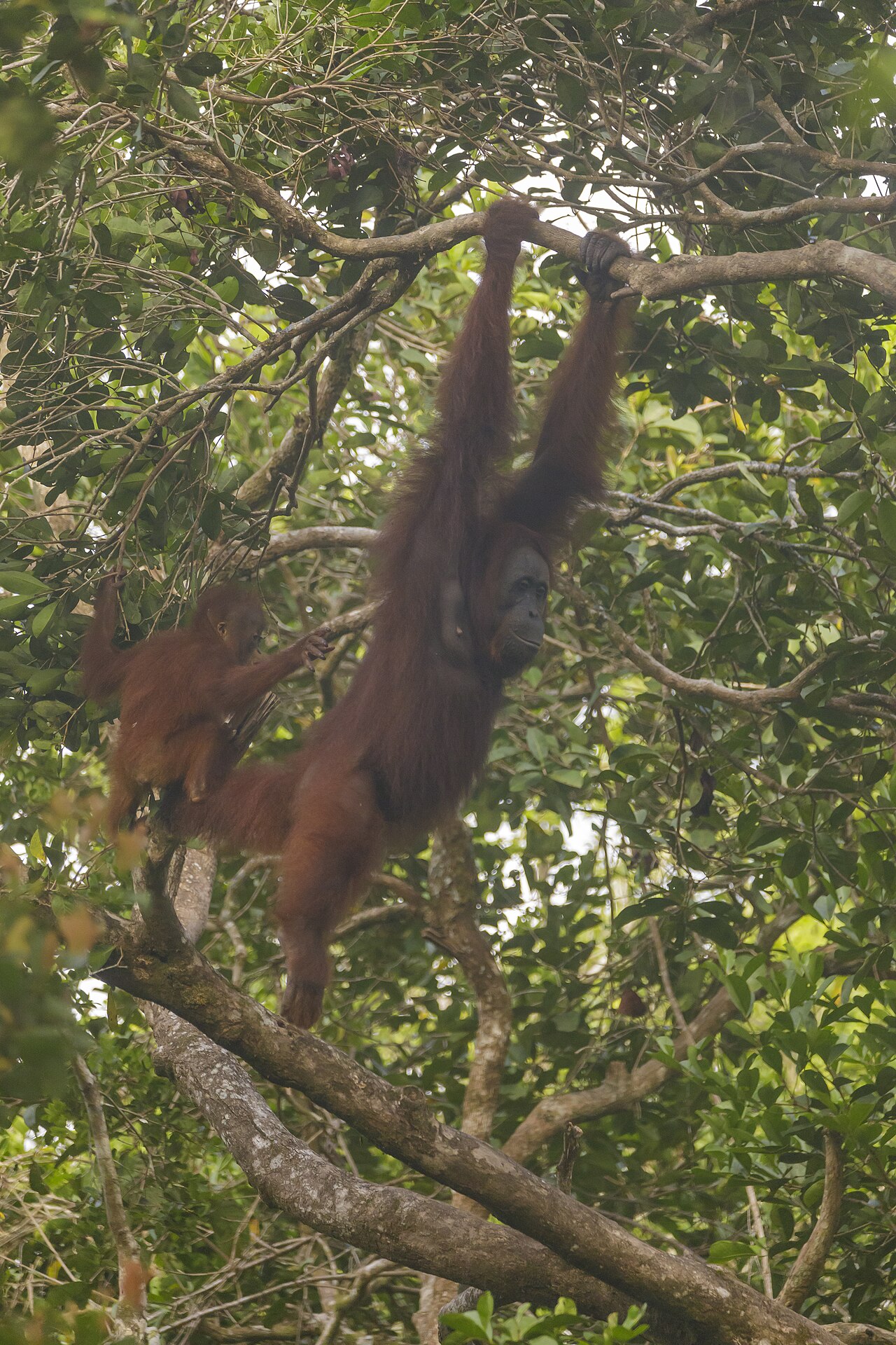 Wild Bornean orangutan in Tanjung Puting National Park