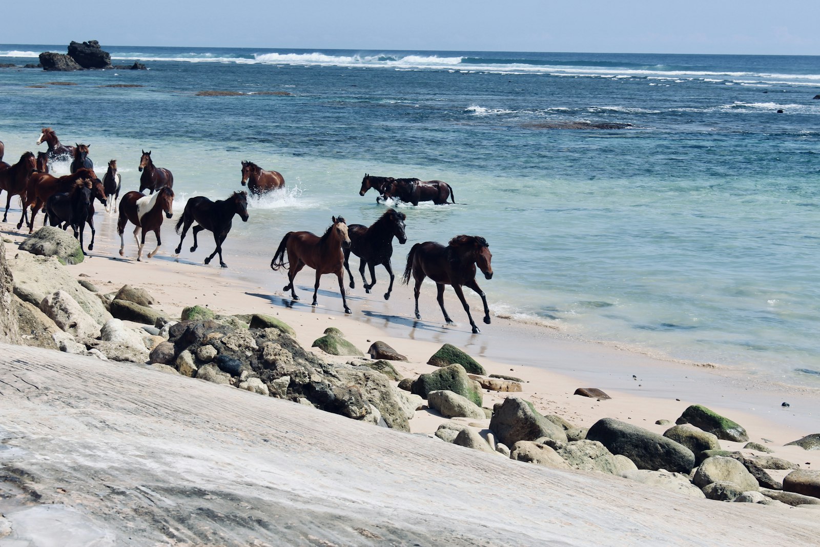 Sandalwood horses swimming at Nihi Sumba beach