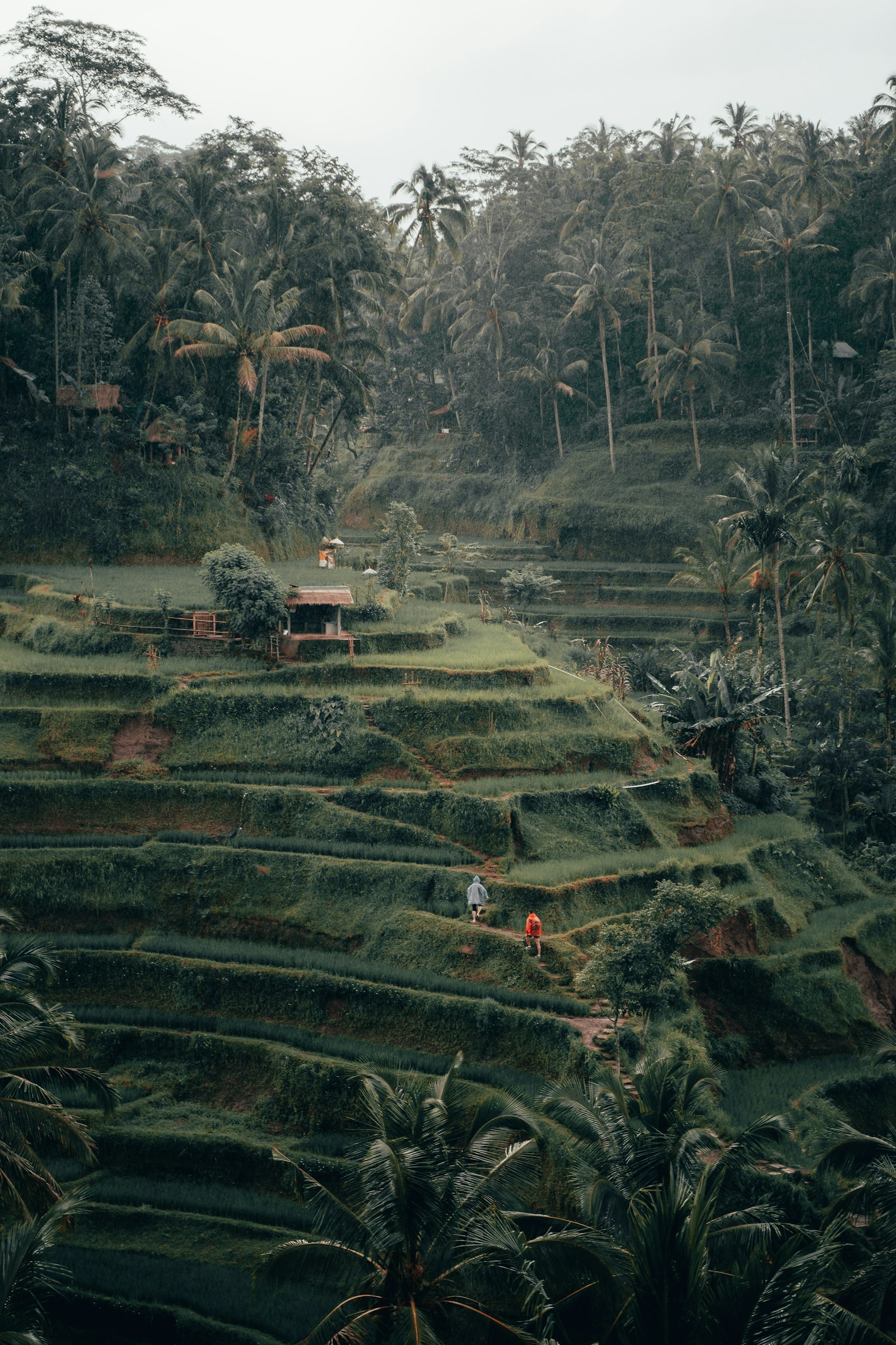 Lush green rice terraces in Bali, Indonesia