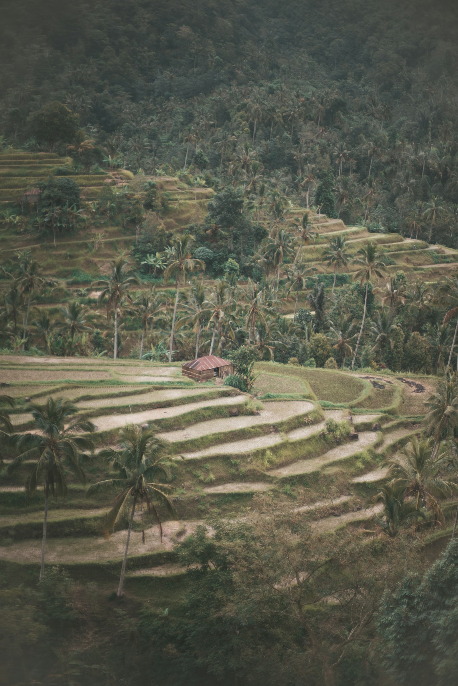 Banaue Rice Terraces in the Philippine Cordillera, layered green hillsides carved into rice paddies
