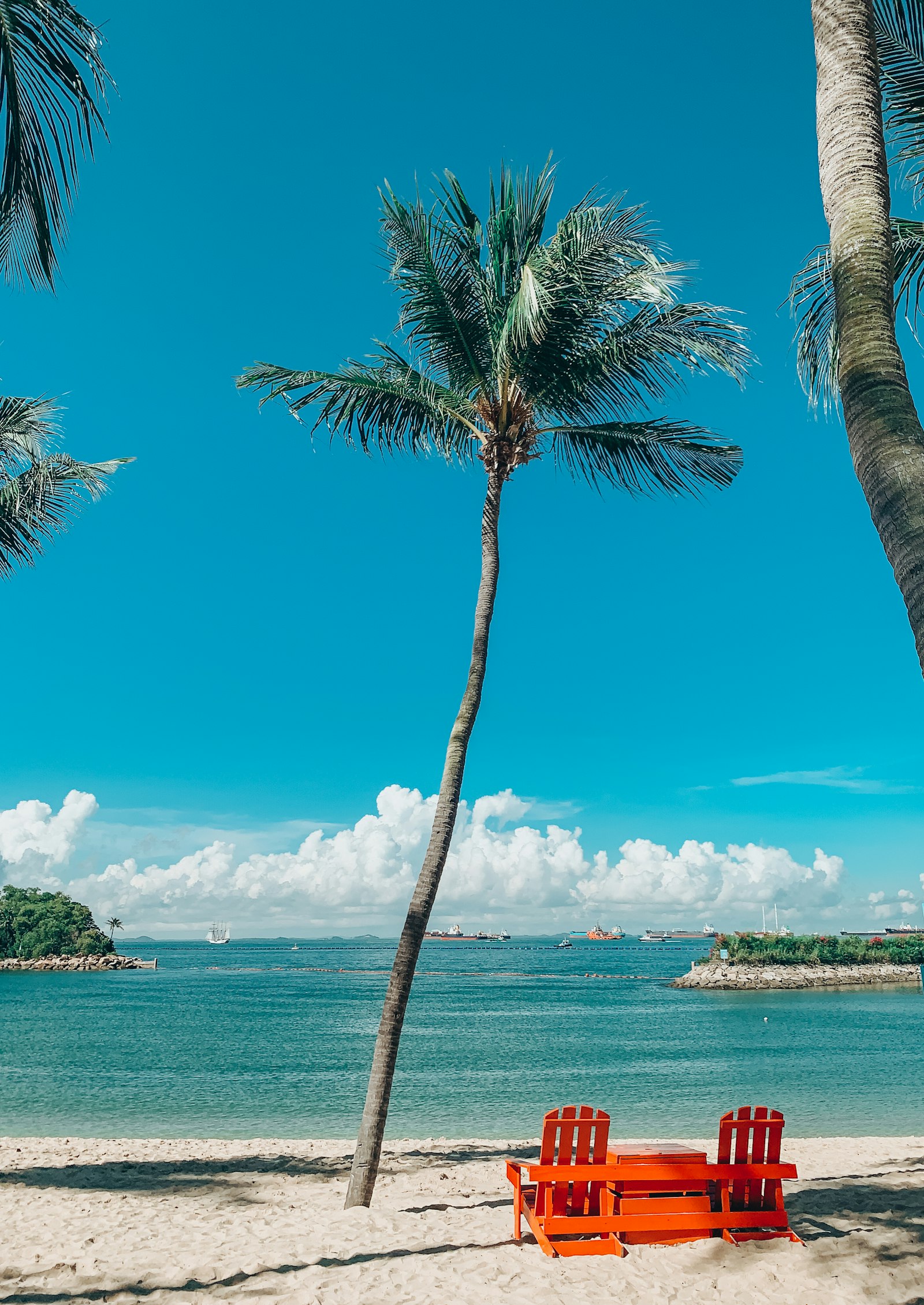 Palm trees by the water on Sentosa Island, Singapore