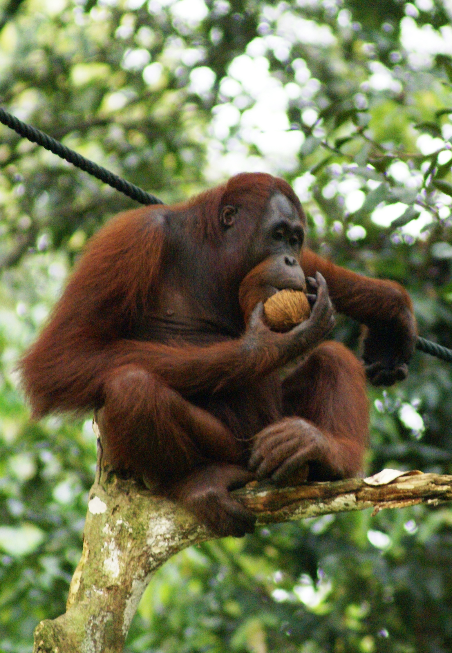 Orangutan at Semenggoh Forest Reserve in Sarawak