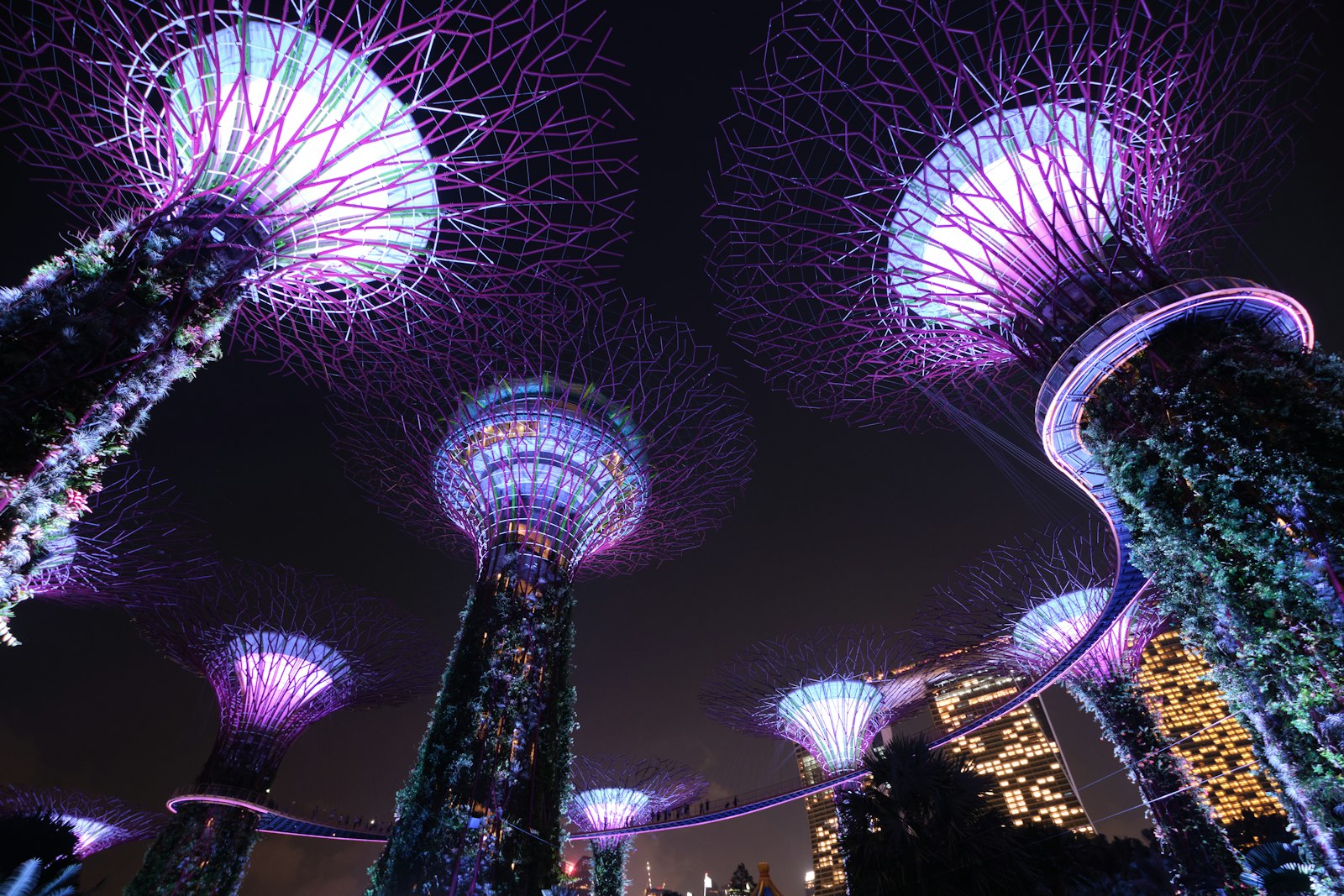 Supertree Grove at Gardens by the Bay illuminated at night with visitors on the boardwalk
